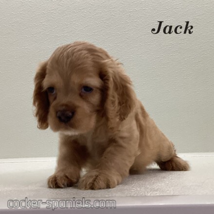 puppy, for, sale, Cocker Spaniel, Joe & Cherri  Overlease, dog, breeder, Miller, MO, dog-breeder, puppy-for-sale, forsale, nearby, find, puppyfind, locator, puppylocator, aca